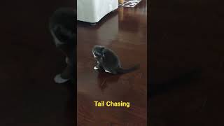 Twilight Cat chasing her tail 😂