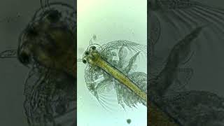 Why does this SeaMonkey have 3 eyes?! WHAT?!