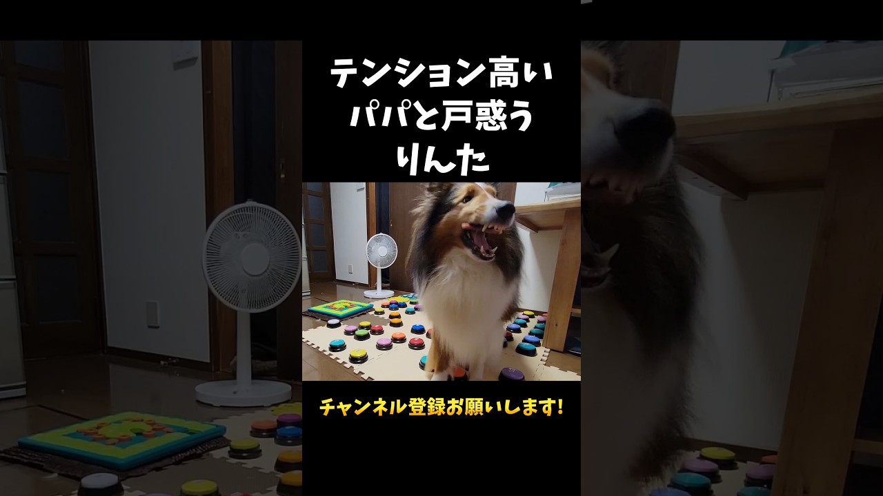テンション高いパパと戸惑うりんた【会話ボタンでしゃべる犬】 #shorts #犬