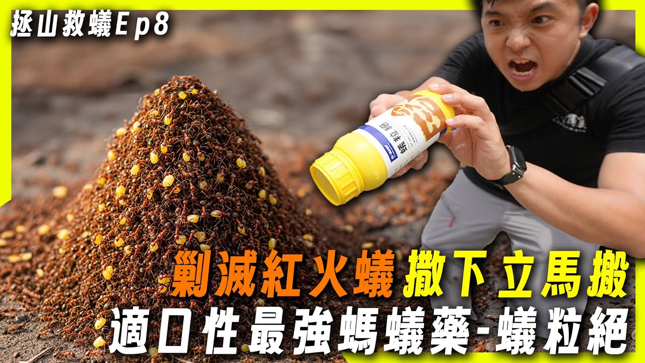 【拯山救蟻Ep8.】紅火蟻vs適口性最強螞蟻藥－蟻粒絕｜火蟻極速搬且快速有效｜臺灣蟻窟