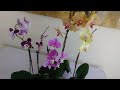 عنايه واكثار نبات الاوركيد (orchid) ومعلومات مفيده لايفوتكم الفديو