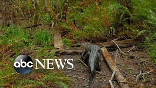 South Carolina woman killed in alligator attack