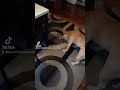 pranking ladybryd 🤣 #prank #explore #funny
