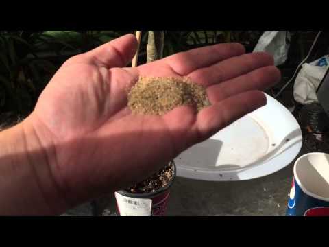 Video: Tips Repotting Plumeria: Kapan Dan Cara Repot Tanaman Plumeria