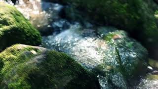 Classic Orchard Water Management