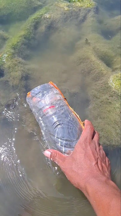 Perangkap ikan dari botol mudah untuk dapat ikan#fish