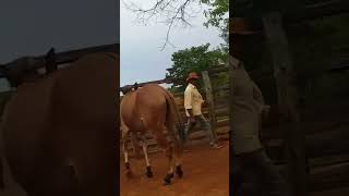 Burro Atende sem Cabresto