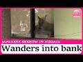Japan serow wanders into bank and safely captured in Niigata
