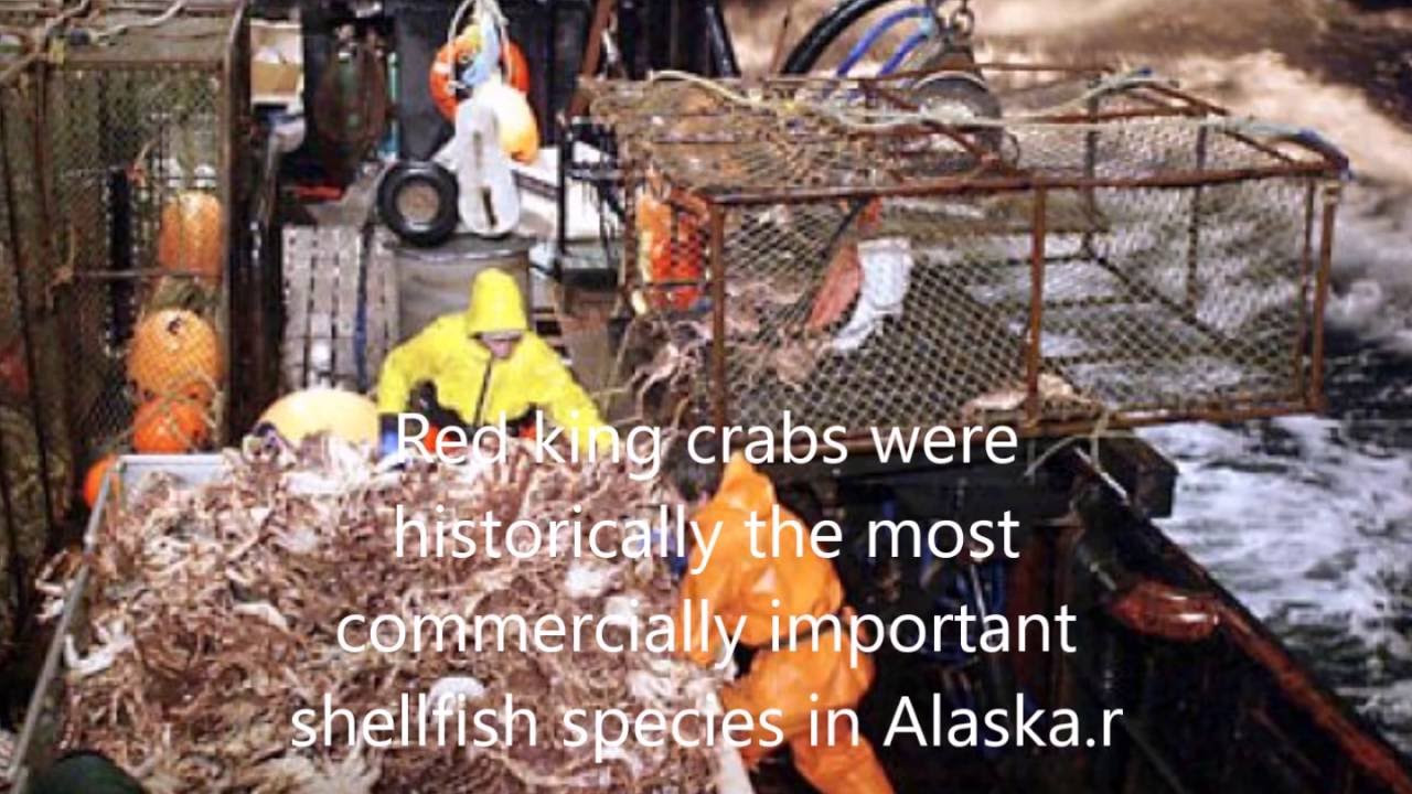 The Alaskan King Crab Facts YouTube