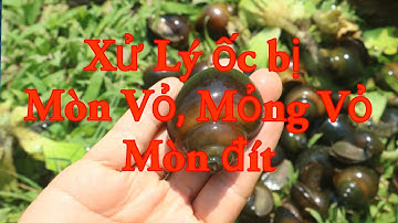 Cách xử lý khi ốc bị mòn đít, mòn vỏ mỏng vỏ trên ốc.