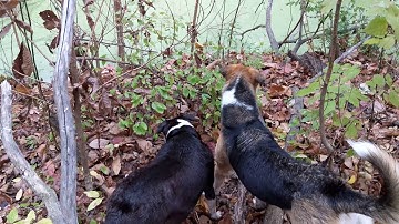 Google Pixel 2XL Sound Test Recording BAD Audio Problem Faulty Sound