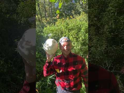 ЗА ГРИБАМИ! ЧУДЕСНЫЙ ЛЕС! WONDERFUL FOREST! MUSHROOMS!