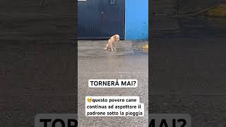 🥺questo povero cane continua ad aspettare il padrone sotto la pioggia #dog #pioggia