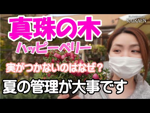 真珠の木　ハッピーベリー　実がならない　なぜ？管理方法　ポイント【おうちでガーデニング】開花園チャンネル