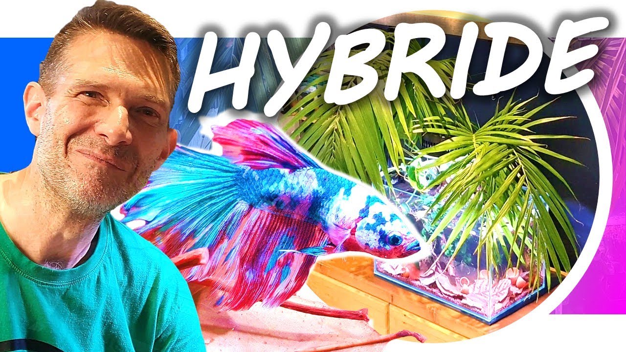 BETTA 🤩 AQUARIUM DANS LA JUNGLE 😱 DIY Biotope Hybride