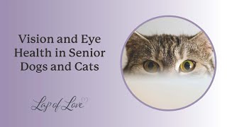 Vision and Eye Health in Senior Dogs and Cats