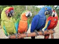 Most Beautiful Macaws On Planet  Earth &amp; The Wild Macaw Parrot_s &amp; Hindi &amp; Urdu Documentary &amp;