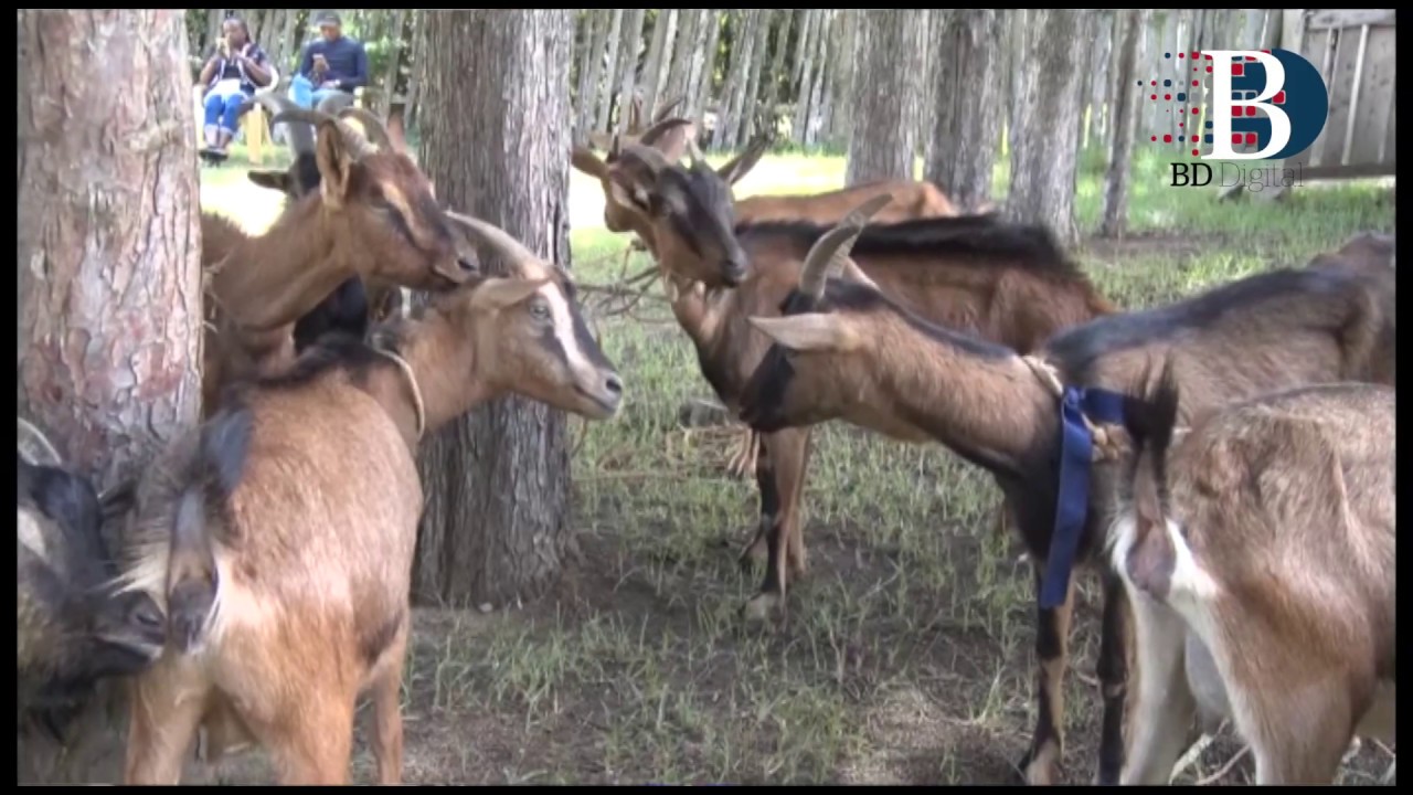 Farmers urged to embrace dairy goat farming