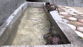 Daisy monkey appeared suddenly in the air like a special forces commando