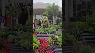 donald daisy duck topiary at disney epcot flower and garden festival #disneygarden #disneyart #dis
