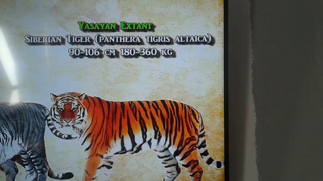 Lion is to lioness as tiger is to what picture