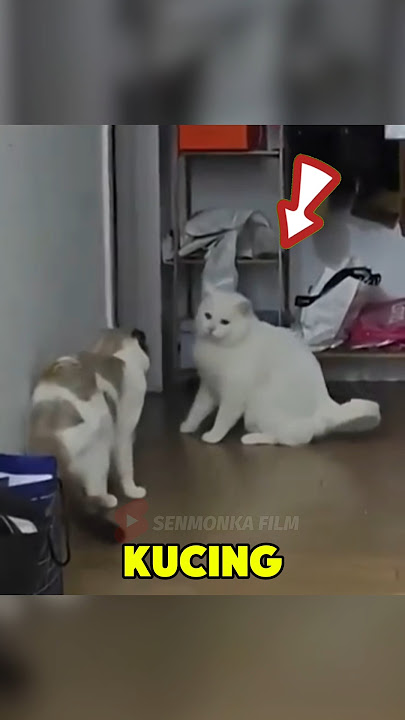 kucing ini kaget lihat muka temennya #shortvideo #cat #kucinglucu