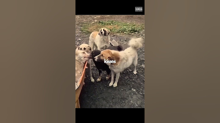 This Is How Dogs Say Goodbye To Their Leader!