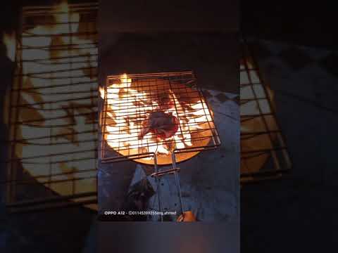 تعذيب للفراخ بالنار