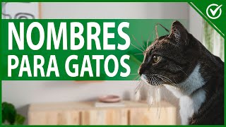 Nombres para Gatos Macho y Hembra con su Significado  Bonitos y Originales