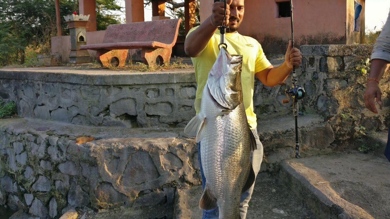 Big Barramundi catched with baitcaster setup fishing barramundi YouTube