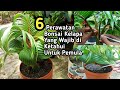 6 PERAWATAN BONSAI KELAPA YANG WAJIB DI KETAHUI UNTUK PEMULA