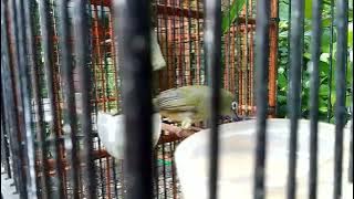 ciri ciri pleci jantan birahi siap kawin
