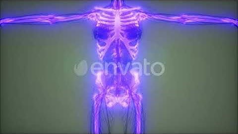 Transparent Human Body with Visible Bones | Motion Graphics - Envato elements