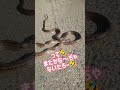 【まだかな〜🤔】 #閲覧注意 #まだかな〜 #shorts #shortvideo #まさかの