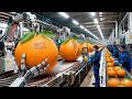Inside a $1 Billion Orange Juice Factory – How Juice Is Made