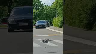 Gledaj Šta Radi Inteligencija , Га - Вран Resimi