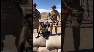 Monkey In Wolrd War 2 The Battle Man