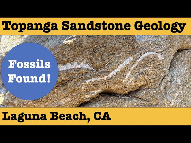 Fossil located in Canoga Park, California CA (Westfield Topanga