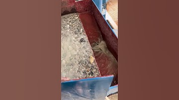 Manganese barite tin coal gravity separation jigger jig separator #jigging #machine #jycrusher