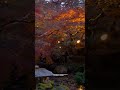 Autumn Japanese momiji light up near Tokyo #japan #japanlife #japantravel #momiji #autumn