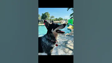 Kisa 