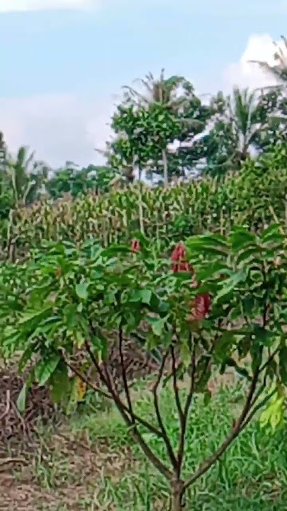 bongkar kebon jeruk