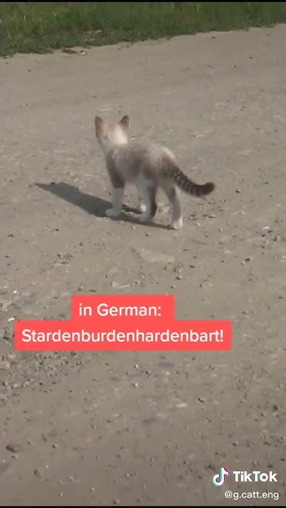 STARDENBURDENHARDENBART day8 Cat Calling in different languages (German