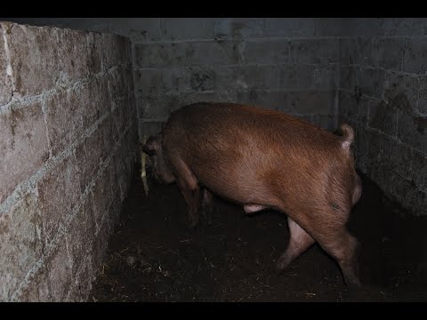 მაქსიმალურად გაუფრთხილდით ძველ დიუროკის ხაზებს