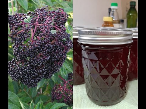 Video: Apakah elderberry baik untuk Anda?