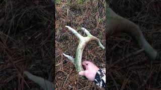 2019 Washington whitetail shed