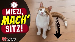 Wie man einer Katze in 7 Minuten 'SITZ' beibringt