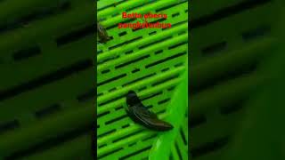 Betta Uberis-082152481518