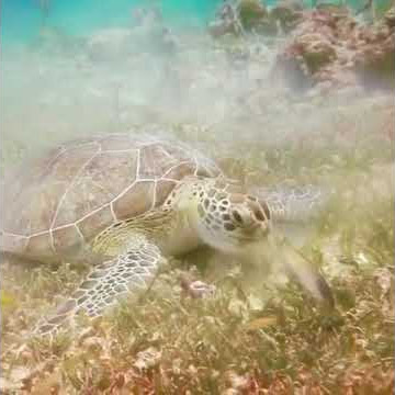 Turtle eats little seaweed 🥗🥬