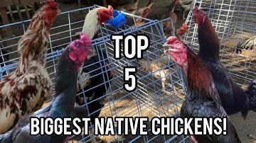 TOP 5 BIGGEST NATIVE CHICKEN BREEDS IN THE PHILIPPINES!